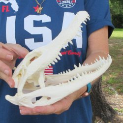 9-1/2" Alligator Skull 