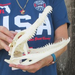 10" Alligator Skull 