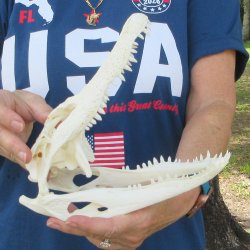 9-1/2" Alligator Skull 
