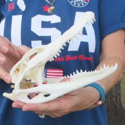 9" Alligator Skull 