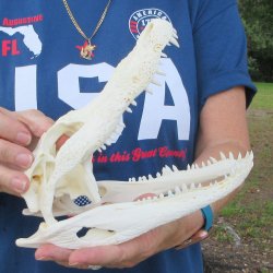 9" Alligator Skull 
