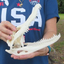 9-3/4" Alligator Skull 