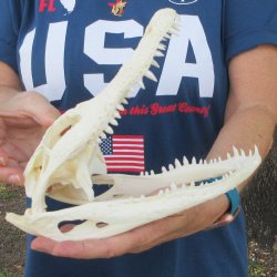 9-3/4" Alligator Skull 