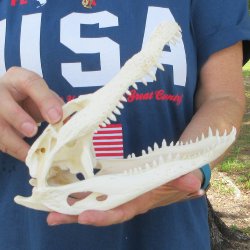 9" Alligator Skull 