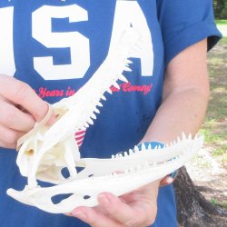 9" Alligator Skull 