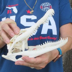 9" Alligator Skull 