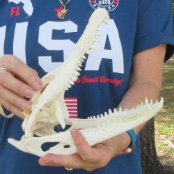 10" B-Grade Alligator Skull 