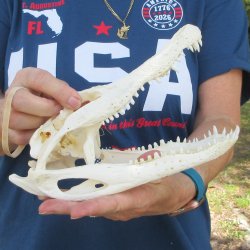 9-3/4" B-Grade Alligator Skull 