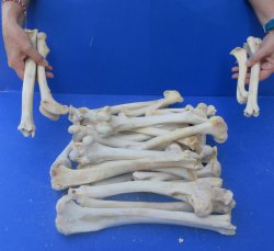 Thirty piece Deer Leg Bones 7" to 12"