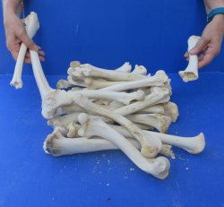 Thirty piece Deer Leg Bones 7" to 12"