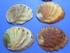 6" - 6-3/4" Wholesale Red Abalone Shells, with a clear coating, and natural imperfections Pack of 2 @ $11.50 each; Pack of 6 @ $10.00 each