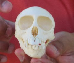 3-1/2" Juvenile African Vervet Monkey Skull - $95 (CITES P-000044854)