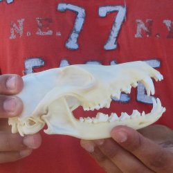 6" Red Fox Skull 