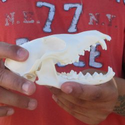 5-1/2" Red Fox Skull 