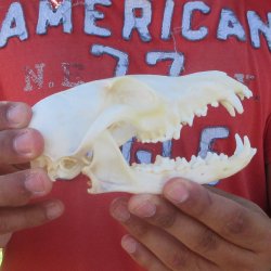 5-1/2" Red Fox Skull 