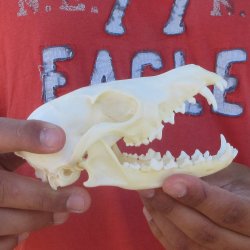 5-1/2" Red Fox Skull 
