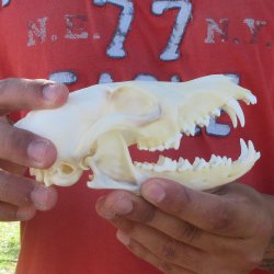 6" Red Fox Skull 
