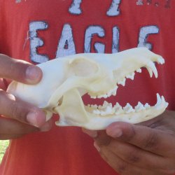 6" Red Fox Skull 
