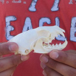 3-1/2" American Pine Marten Skull