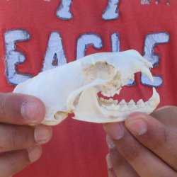 3-1/2" American Pine Marten Skull