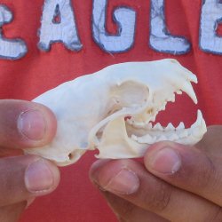 3-1/2" American Pine Marten Skull