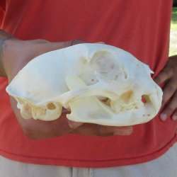 5" Bobcat Skull