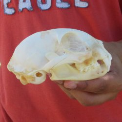4-3/4" Bobcat Skull