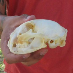 4-3/4" Bobcat Skull