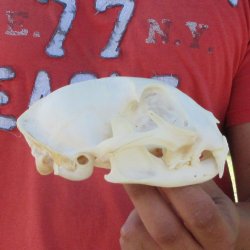 5-1/4" Bobcat Skull