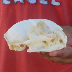 5" Bobcat Skull
