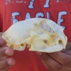 5-1/4" Bobcat Skull
