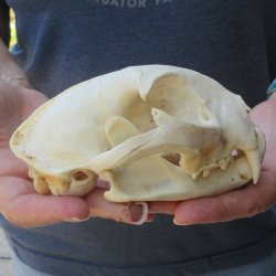 5-1/2" Bobcat Skull
