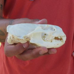 4-1/2" North American Otter Skull 