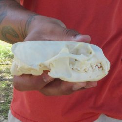 4-1/4" North American Otter Skull 