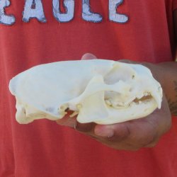 4-3/4" North American Otter Skull 