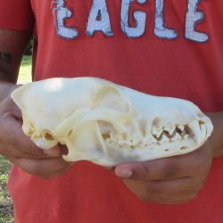 7-1/2" Coyote Skull 