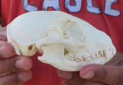 Raccoon Skull 4-1/2 inch - $33