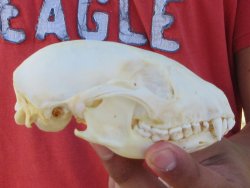 Raccoon Skull 4-1/2 inch - $33