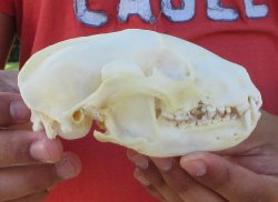 Raccoon Skull 5-1/2 inch - $33