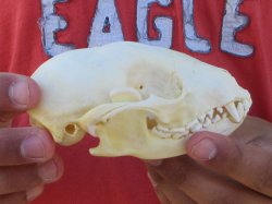 Raccoon Skull 4-3/4 inch - $33
