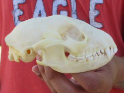 Raccoon Skull 5 inch - $33