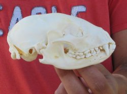 Raccoon Skull 4-3/4 inch - $33