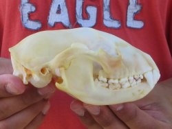Raccoon Skull 5-1/4 inch - $33