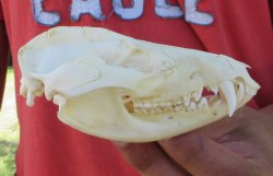 Real North American Opossum Skull - Cleaned & Whitened Animal Bone Specimen - $45