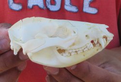 Real North American Opossum Skull - Cleaned & Whitened Animal Bone Specimen - $45