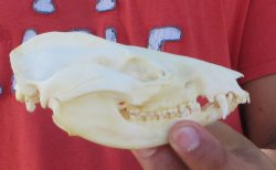 Real North American Opossum Skull - Cleaned & Whitened Animal Bone Specimen - $45