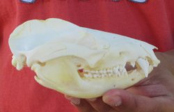 Real North American Opossum Skull - Cleaned & Whitened Animal Bone Specimen - $45