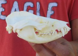 Real North American Opossum Skull - Cleaned & Whitened Animal Bone Specimen - $45