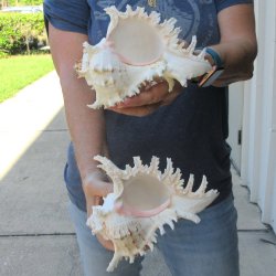 Two piece 7" Murex Ramosus 