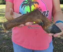 Dried Elk Foot, natural bent pose - 15 inches in length, buy for $25